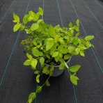 Tavoľník japonský (Spiraea Japonica) ´GOLDEN PRINCESS´ - výška 10-20 cm ⌀ 20 cm , kont. C2L